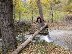 Crossing slippery tree trunk bridge